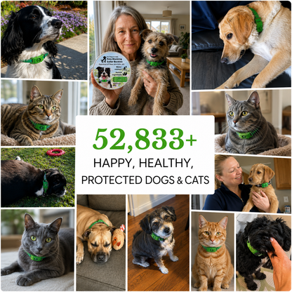 12 Months Flea & Tick Free (For Dogs & Cats)