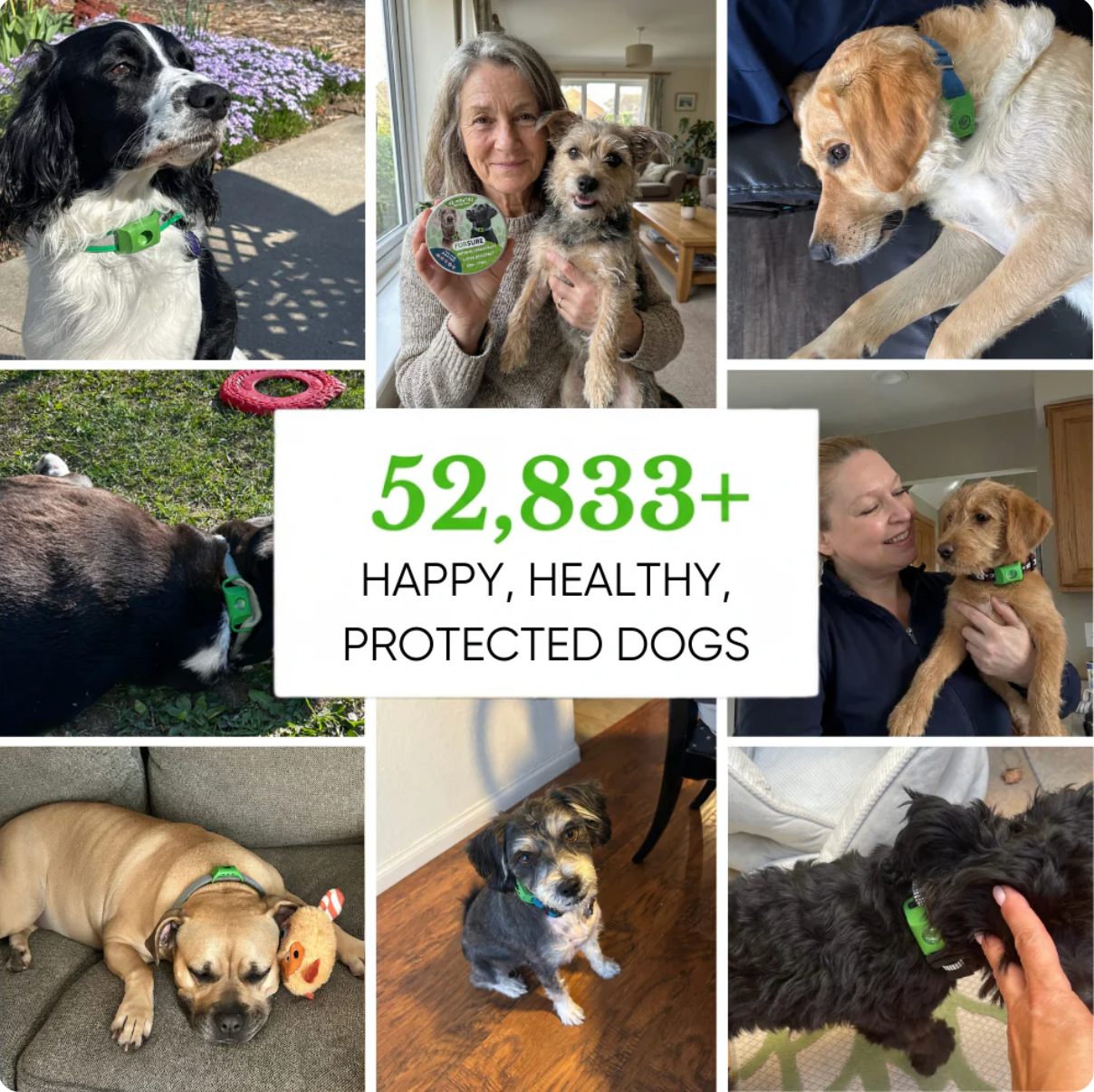 12 Months Flea & Tick Free