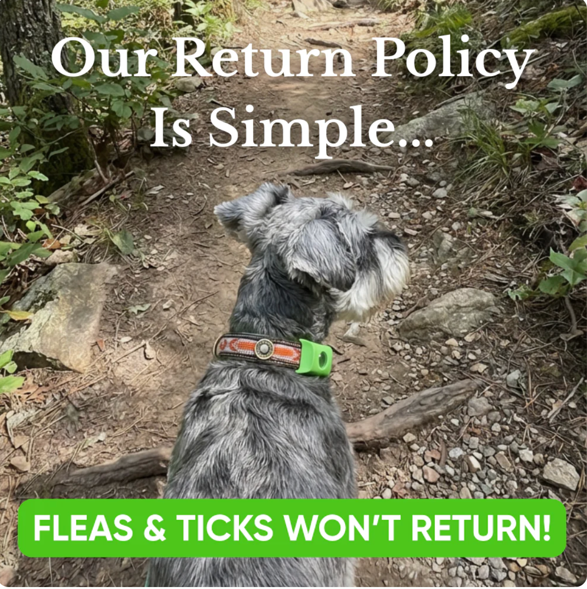 12 Months Flea & Tick Free